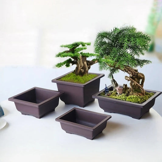 Macetas rectangulares de plástico para entrenamiento de bonsáis con bandeja de drenaje para plantas suculentas y bonsáis. Decoración del hogar.