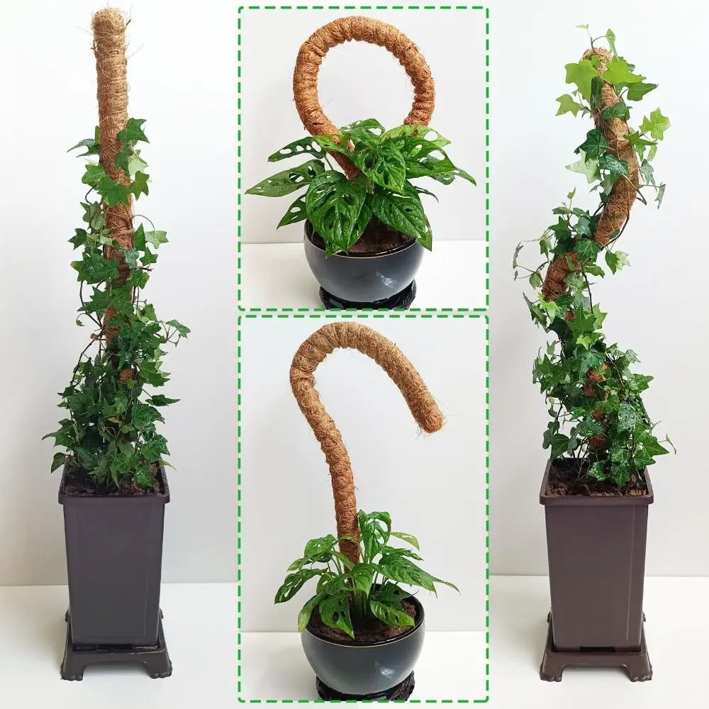 Tutor de musgo para plantas