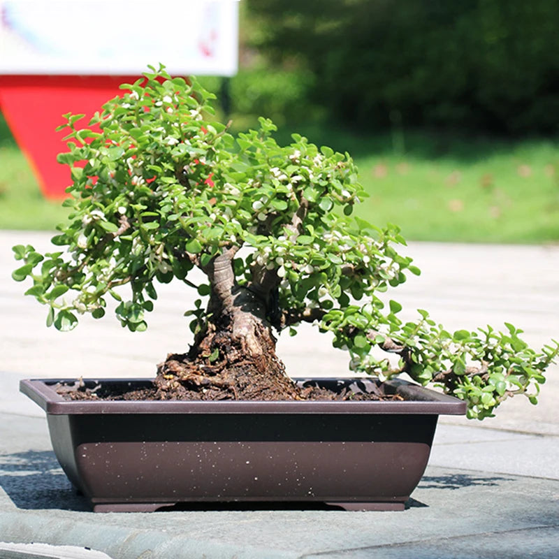 Macetas rectangulares de plástico para entrenamiento de bonsáis con bandeja de drenaje para plantas suculentas y bonsáis. Decoración del hogar.