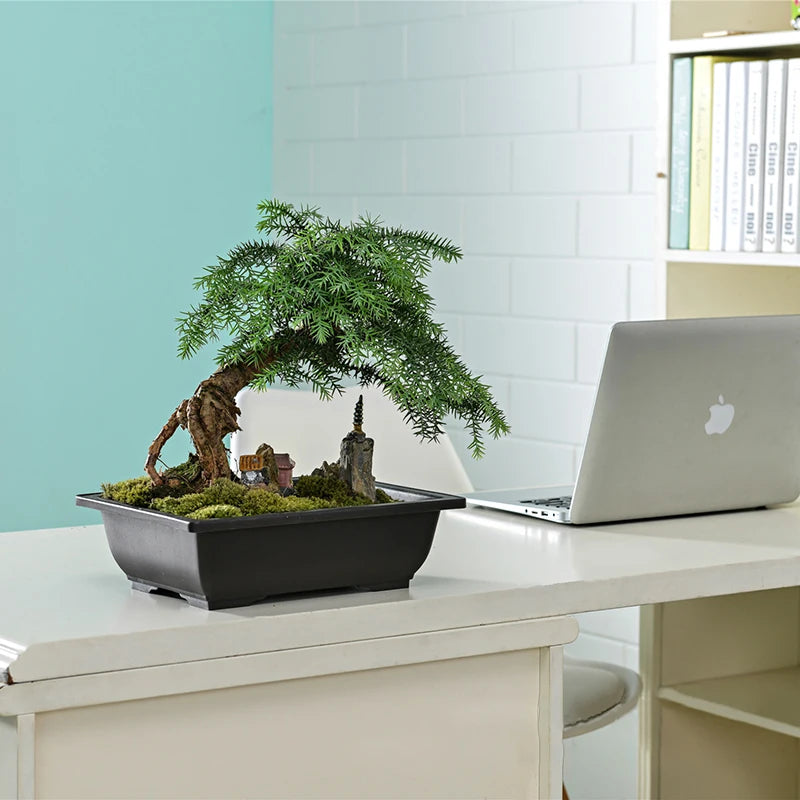 Macetas rectangulares de plástico para entrenamiento de bonsáis con bandeja de drenaje para plantas suculentas y bonsáis. Decoración del hogar.