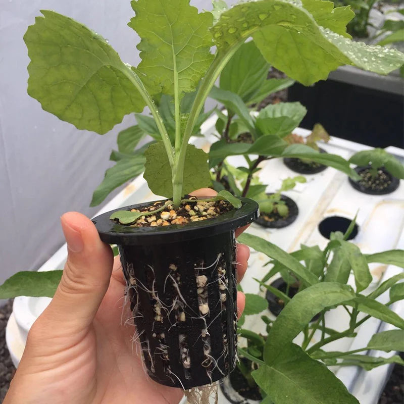 10 unidades/lote de macetas de malla negras para cultivo de hortalizas sin tierra, cestas de cultivo hidropónico para plantas, macetas de raíces fijas