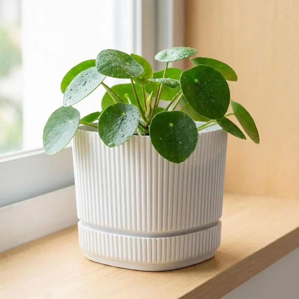 Maceta de plástico de doble capa con autorriego, jarrón de escritorio, maceta para plantas, engrosada, con orificio de drenaje, contenedor para verduras.