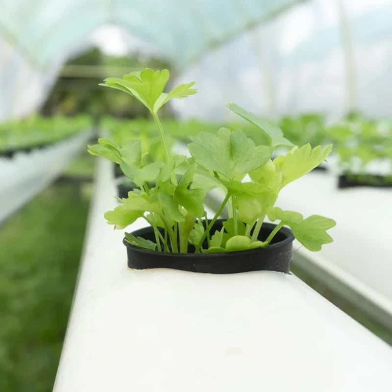 10 unidades/lote de macetas de malla negras para cultivo de hortalizas sin tierra, cestas de cultivo hidropónico para plantas, macetas de raíces fijas