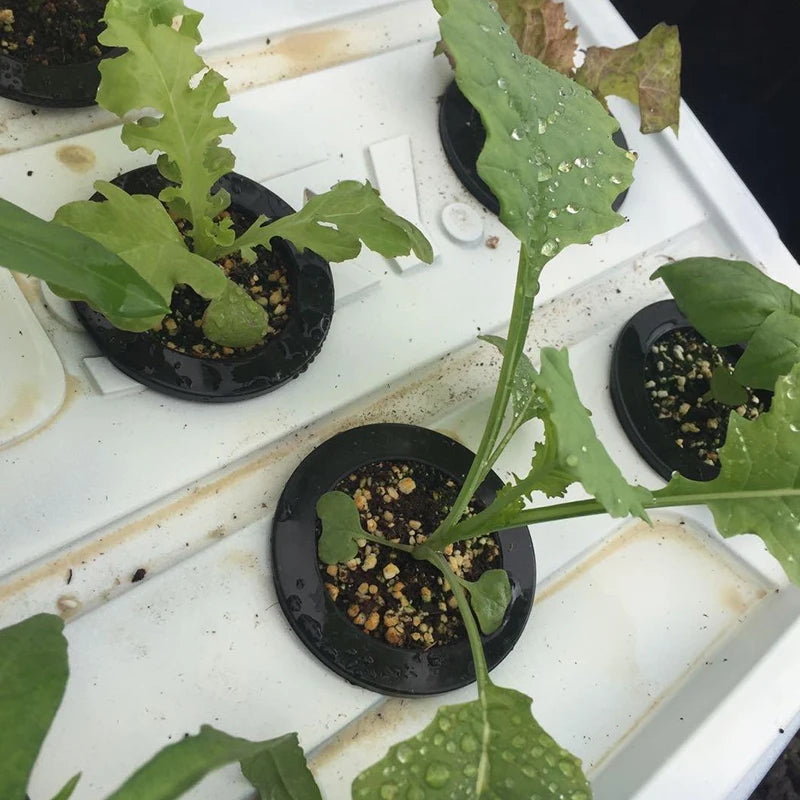 10 unidades/lote de macetas de malla negras para cultivo de hortalizas sin tierra, cestas de cultivo hidropónico para plantas, macetas de raíces fijas